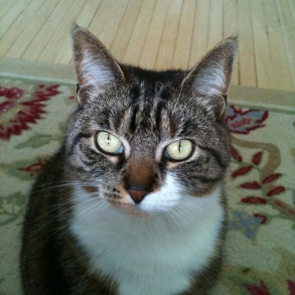 Meet your Posher, Karen - Picture 1 of 1